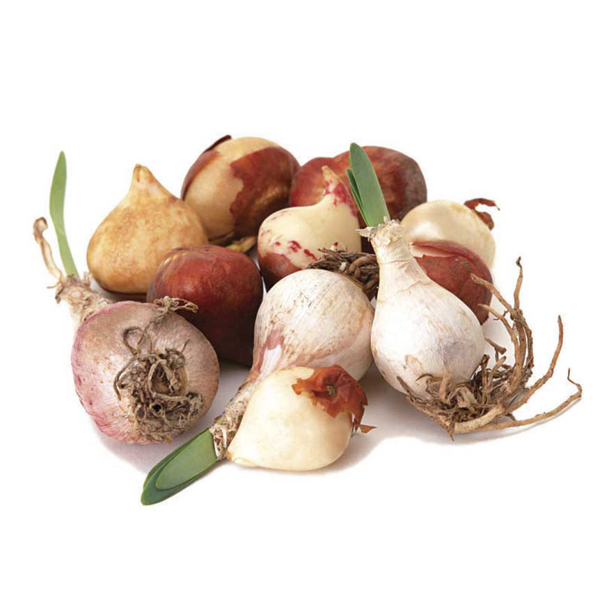 Луковичные