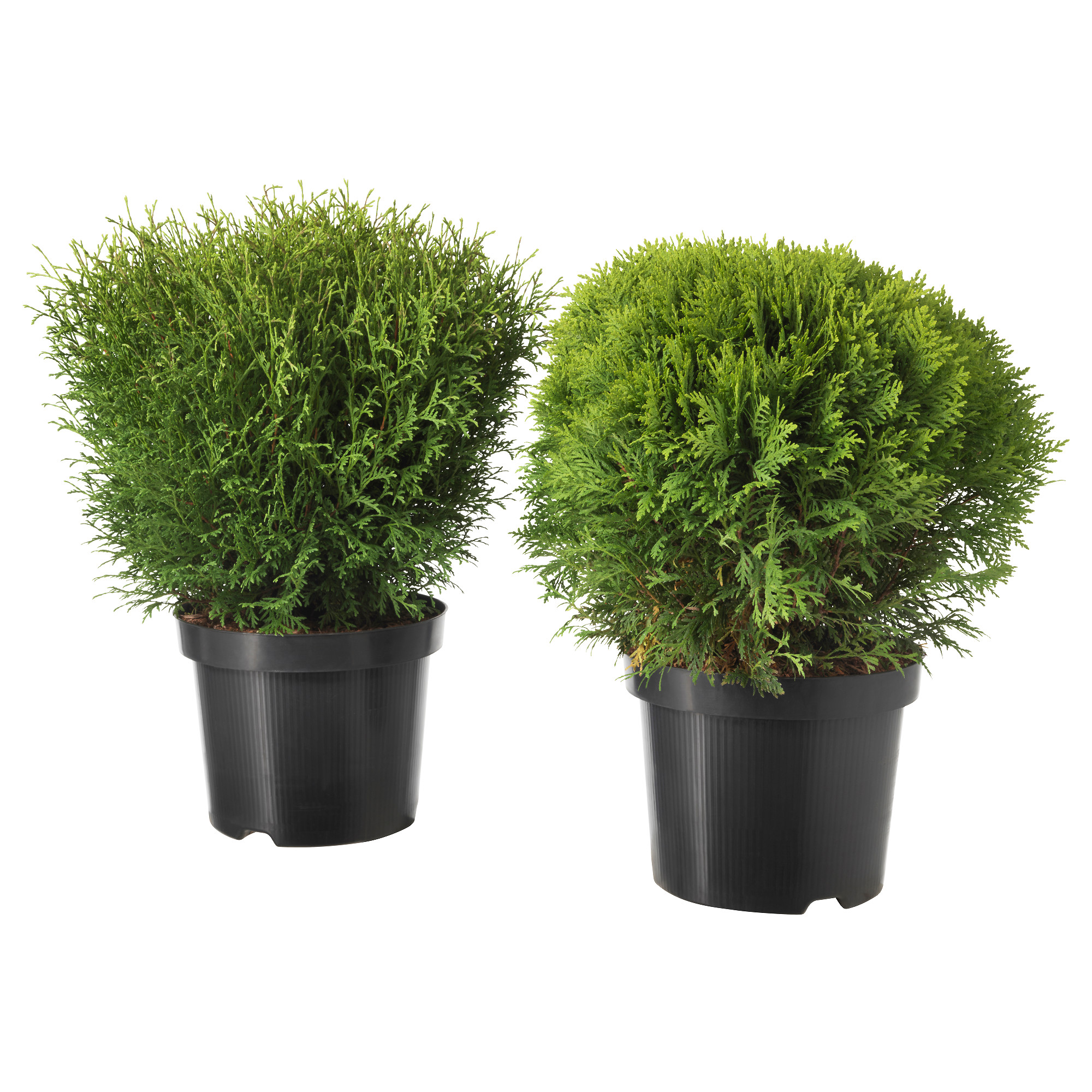 Уличные растения